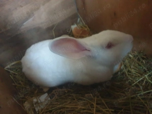 Vand  IEPURI rasa  Californian - imagine 3