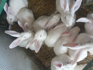 Vand  IEPURI rasa  Californian - imagine 4