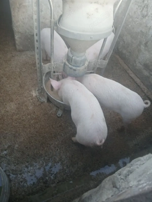 Vând purcei  - imagine 2