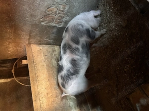 Porc de carne - imagine 3