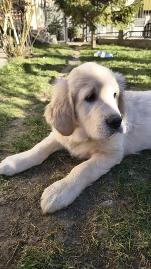 Pui Golden Retriever, mascul 2 luni și jumătate - imagine 4