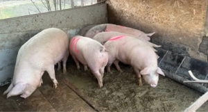 porci de vanzare - imagine 2