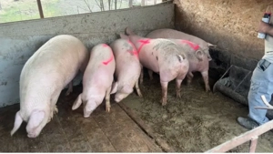 porci de vanzare - imagine 4