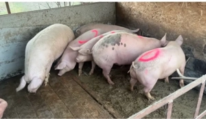 porci de vanzare - imagine 3