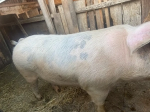 porc         - imagine 2