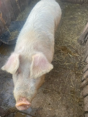 porc         - imagine 3