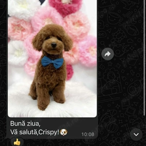 Caniche Pudel Roșu Roșcat Poodle - imagine 5