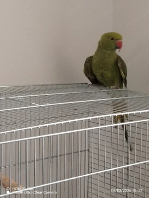 Micul Alexandru cu colivie - imagine 4