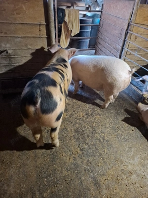 Vând porc 110-120 KG