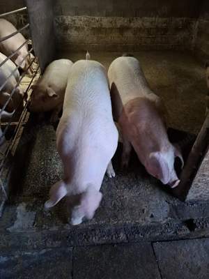Vând porc 110-120 KG - imagine 2