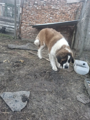 chine sabernav - imagine 3