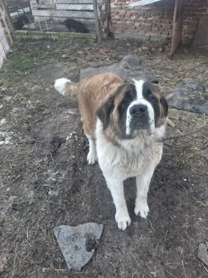 chine sabernav - imagine 5