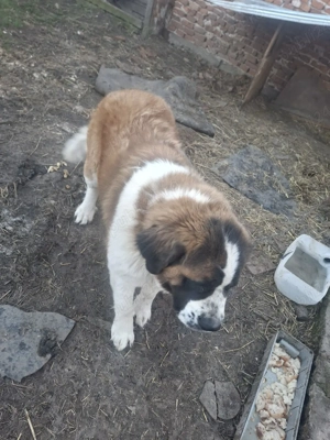 chine sabernav - imagine 2