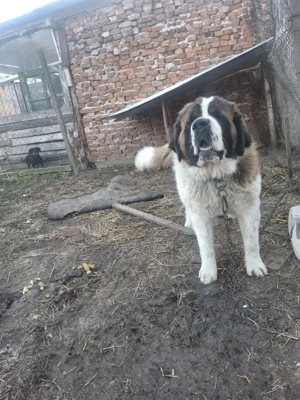 chine sabernav - imagine 4