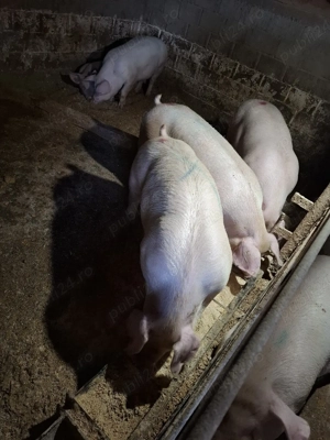 Vând porci de carne - imagine 3