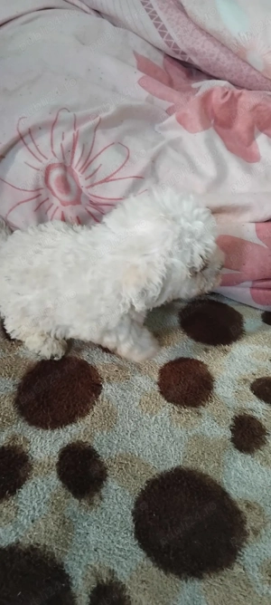 Vând cățel bichon maltez - imagine 5