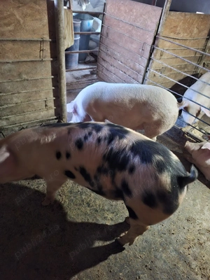 Vând porci de carne - imagine 4