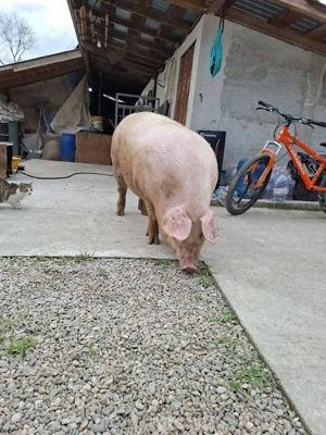 Vând porci de carne