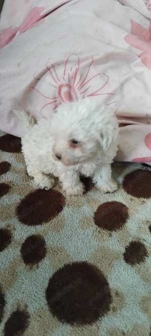 Vând cățel bichon maltez - imagine 2