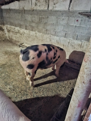 Vând porci de carne - imagine 5