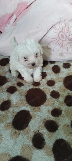 Vând cățel bichon maltez - imagine 3