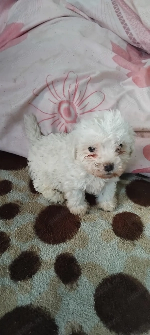 Vând cățel bichon maltez - imagine 4