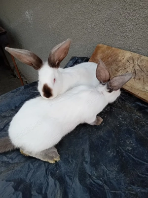 Vand iepuroi UT cu panon - imagine 3