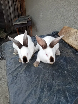 Vand iepuroi UT cu panon - imagine 2