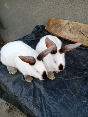 Vand iepuroi UT cu panon - imagine 4