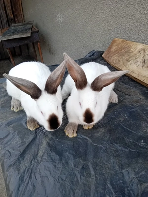 Vand iepuroi UT cu panon - imagine 5