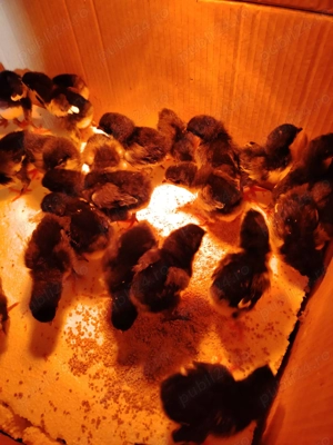 Vând pui austrolop. Cristian Sibiu  - imagine 2