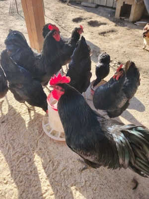 Vând pui austrolop. Cristian Sibiu  - imagine 3