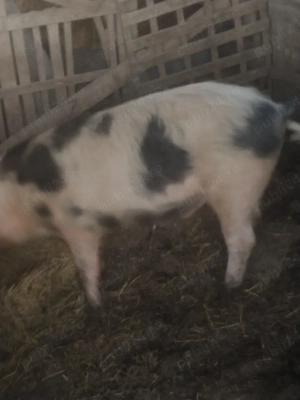 porc 125-130kg - imagine 2