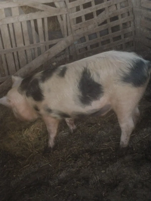 porc 125-130kg - imagine 4