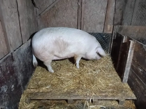 vand purcea - imagine 2