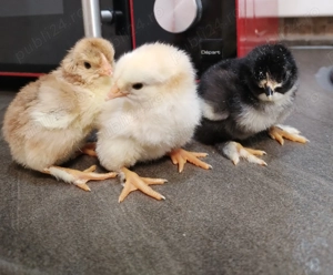 Vând puișori de două zile de rasa mixta - imagine 3