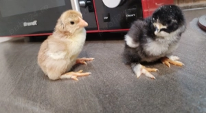 Vând puișori de două zile de rasa mixta - imagine 2