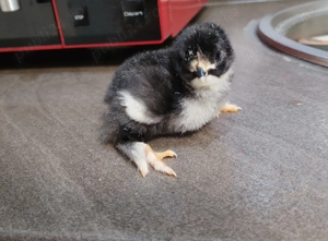 Vând puișori de două zile de rasa mixta