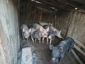 porci grasuni - imagine 2