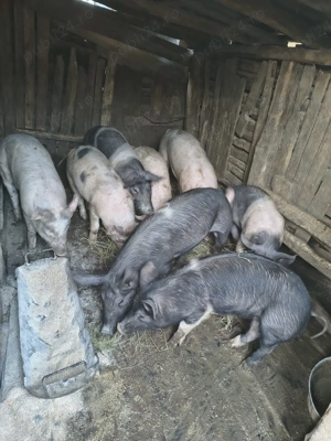 porci grasuni - imagine 3