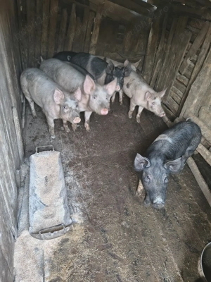 porci grasuni - imagine 4