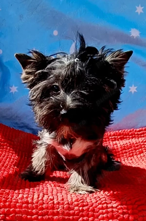 Yorkshire terrier   5 luni culoare negru  - imagine 3