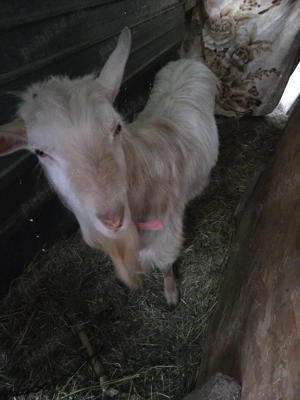 Vând țap Saanen - imagine 2