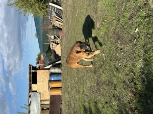 Donez caine - imagine 4