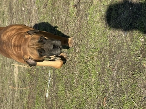 Donez caine - imagine 3