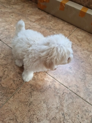 Băiețel Bichon maltez  - imagine 6