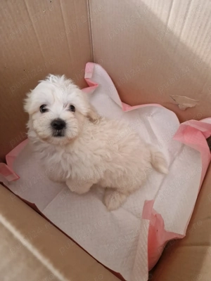 Băiețel Bichon  Maltez  - imagine 3