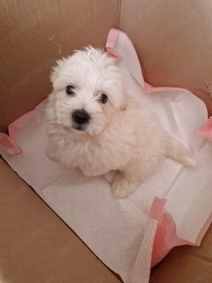 Băiețel Bichon maltez  - imagine 8