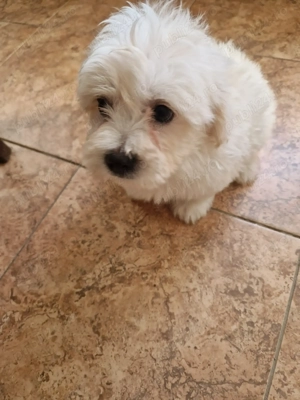 Băiat Bichon Maltez , - imagine 2