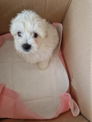 Băiețel Bichon maltez  - imagine 7